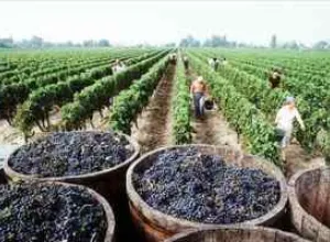Consejo Regulador de la D.O. Navarra califica la añada 2015 como “muy buena”