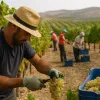 vendimia Montilla-Moriles