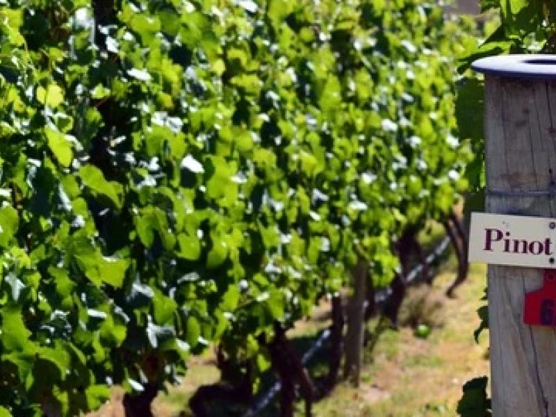 pinot noir uvas