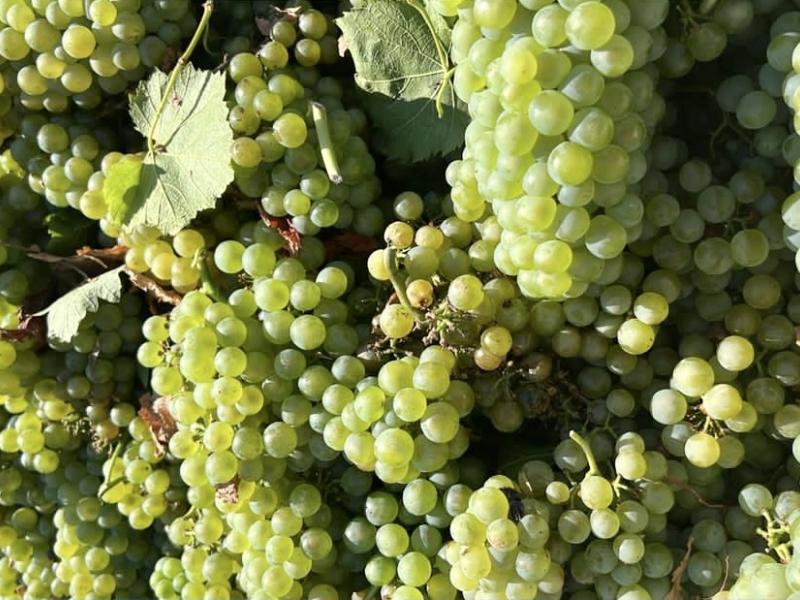 uvas