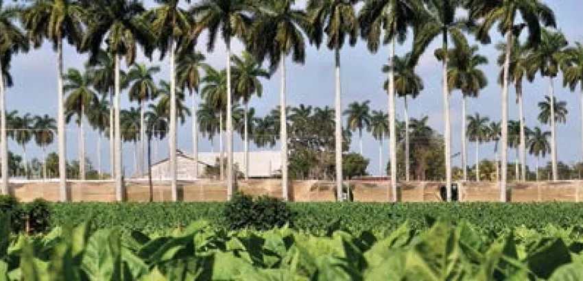 Un viaje a la tierra del mejor tabaco del mundo Un viaje a la tierra del mejor tabaco del mundo