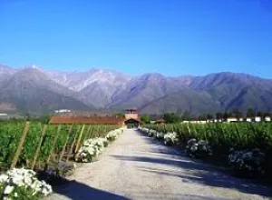 El Valle Central de Chile, un paraíso enoturístico