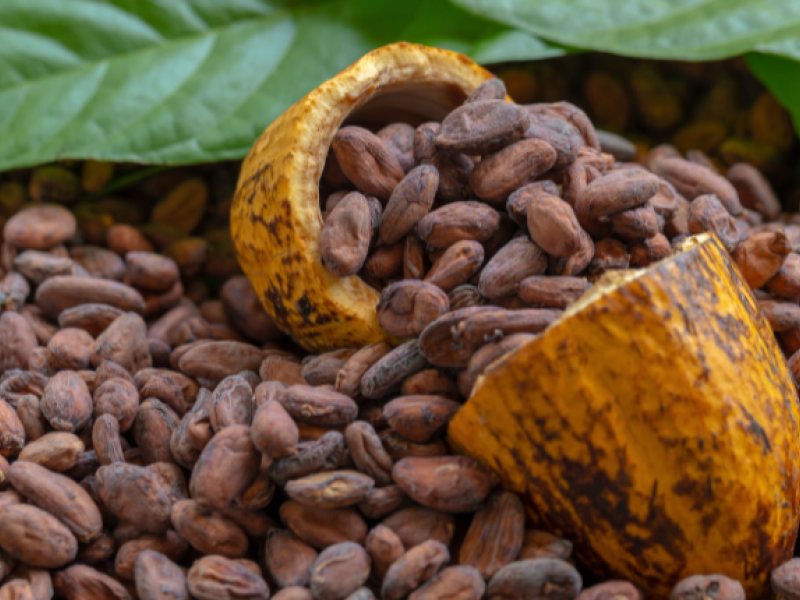 vaina de cacao Canarias