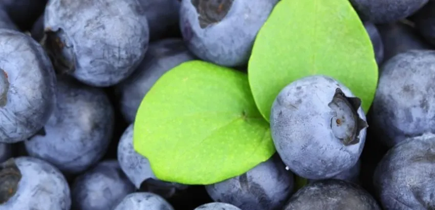 El arándano chileno aterriza en la India como un producto gourmet El arándano chileno aterriza en la India como un producto gourmet