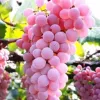 koshu