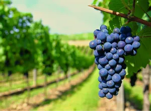 viñedo
