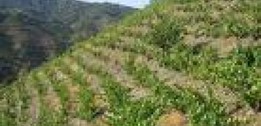 Europa lanza marca para vinos de viñas en ladera Europa lanza marca para vinos de viñas en ladera