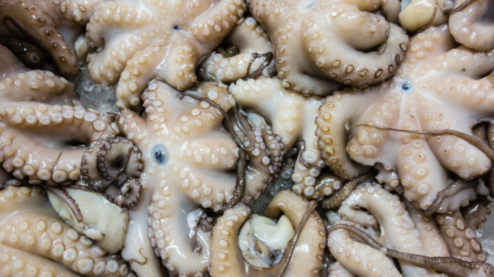 pulpo