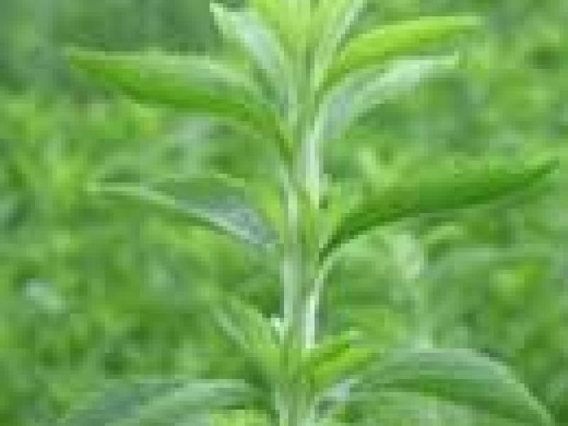 La estevia, edulcorante con propiedades terapéuticas