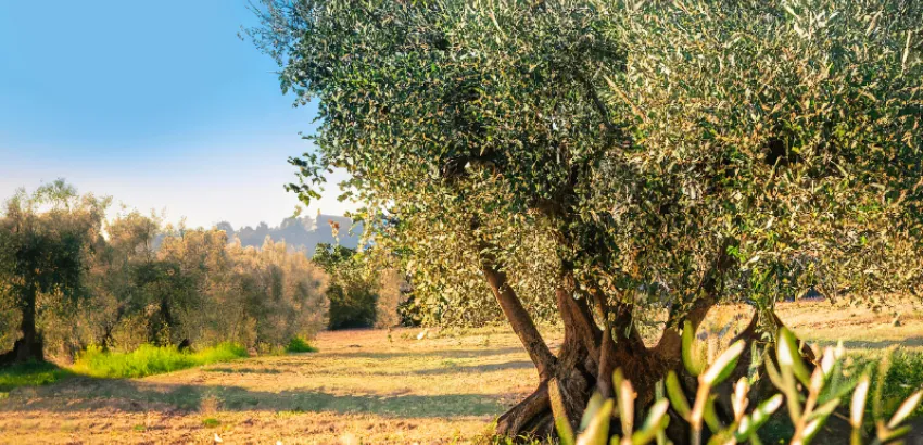 El olivo es un árbol del que se aprovechan todas sus partes, sobre todo sus frutos para la producción de aceite de oliva dia del olivo