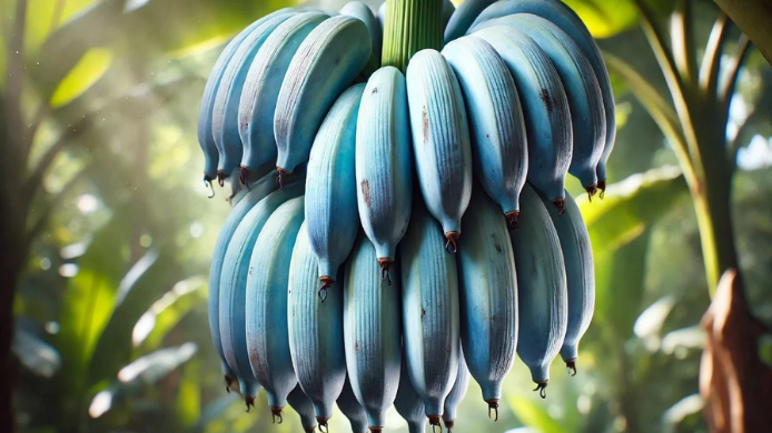 Racimo de plátanos azules Blue Java creciendo en una plantación tropical. Esta singular variedad destaca por el color azulado de su piel y por una pulpa cremosa cuyo sabor recuerda a la vainilla.