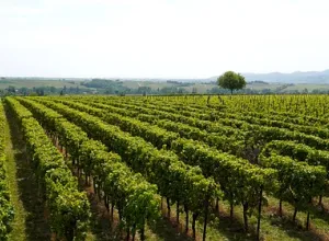 viñedos