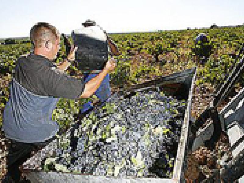 La Mancha finaliza una vendimia con alta calidad pero con descenso de producción