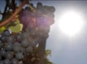 Científicos buscan nuevas uvas para preservar el vino