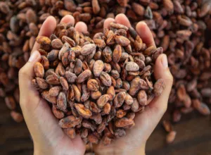 beneficios del cacao