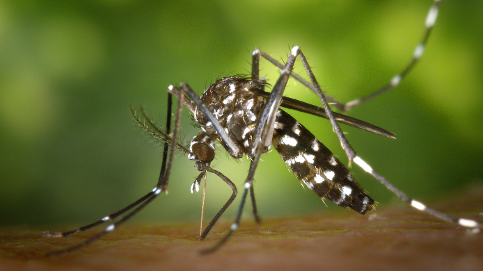 Los alimentos con CO₂ y el olor corporal son factores que atraen a los mosquitos