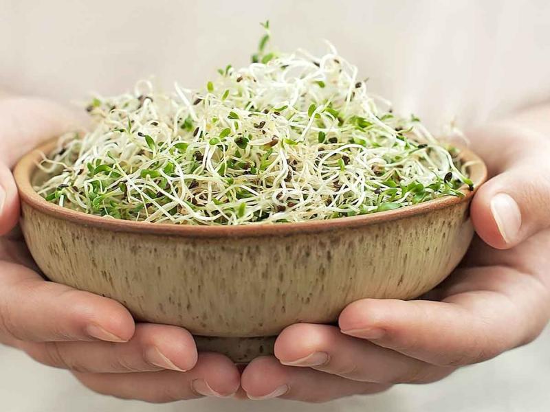germinados 