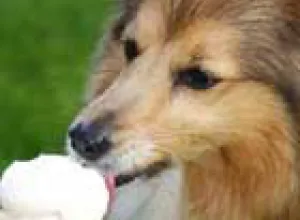 Empresa especializada lanza helados para perros en el verano