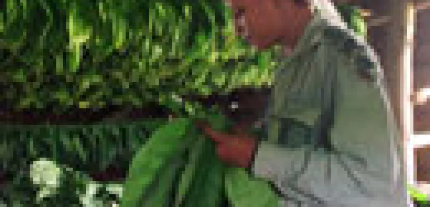 Cuba asegura que cumplirá con sus exportaciones de Habanos Cuba asegura que cumplirá con sus exportaciones de Habanos