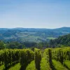 vinos-eslavonia-croacia