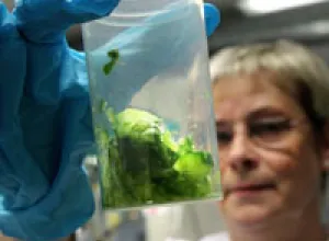 Alarma en Europa por alimentos contaminados