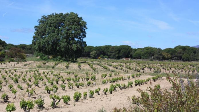 Viñedo de la Comunidad de Madrid con cepas y paisaje rural durante el final del verano