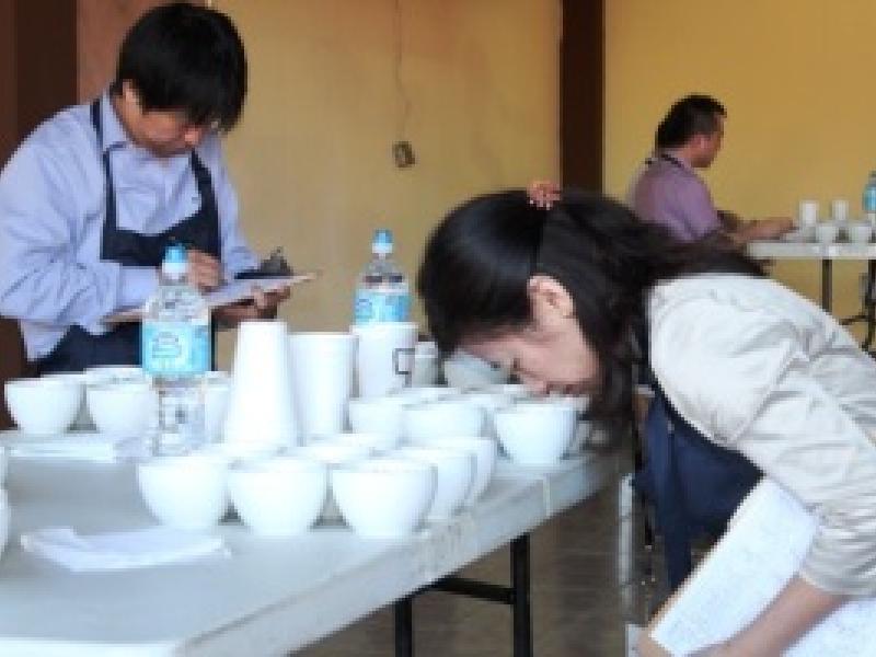 24 lotes del mejor café de Panamá están en la gran final