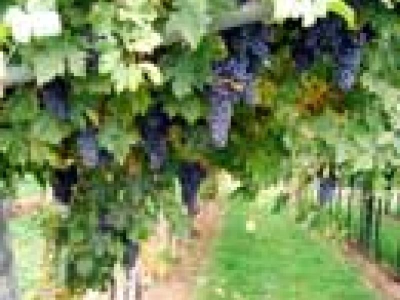 Valpolicella, una región vinícola diferente