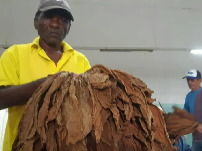 Festival del Habano