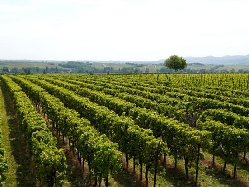 viñedos