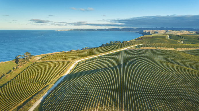 viñedos en Marlborough