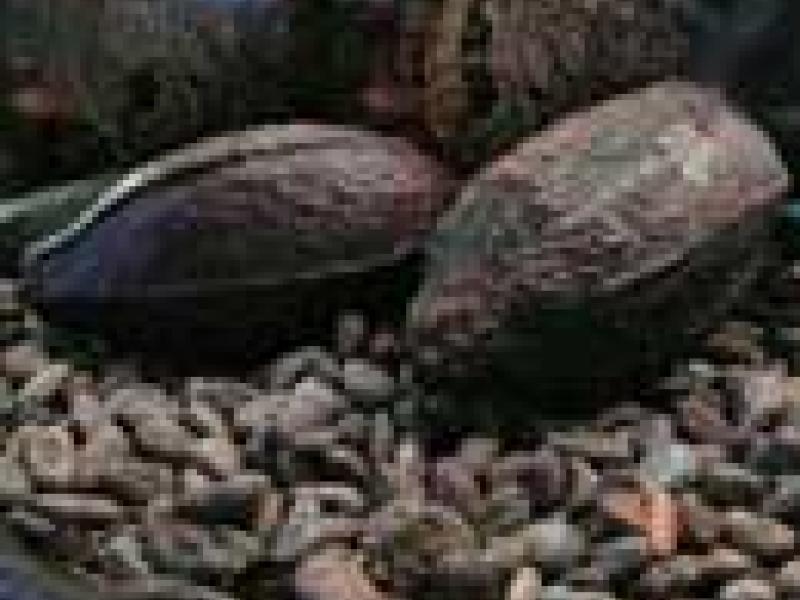 Chocolateros de Costa Rica quieren entrar en el mercado gourmet