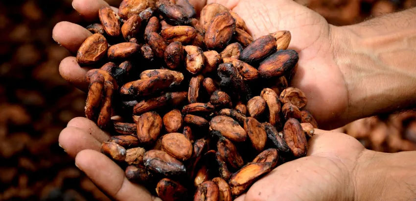 El cacao de San Martín El cacao de San Martín