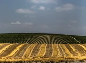 Cambio climático y vino, momento para prevenir o curar