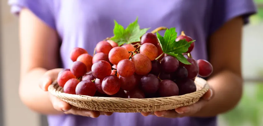 uvas-tipos