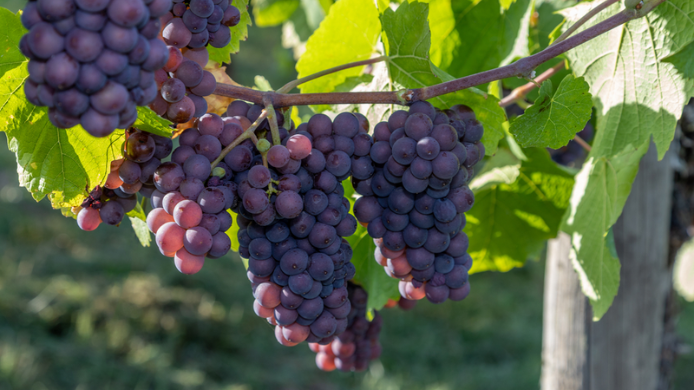 Racimos de uva Pinot Grigio de tonalidad violácea creciendo en un viñedo al sol, variedad utilizada para elaborar algunos de los vinos blancos más populares del mundo.