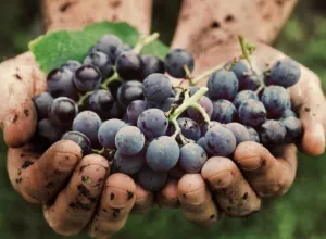 uva-sangiovese