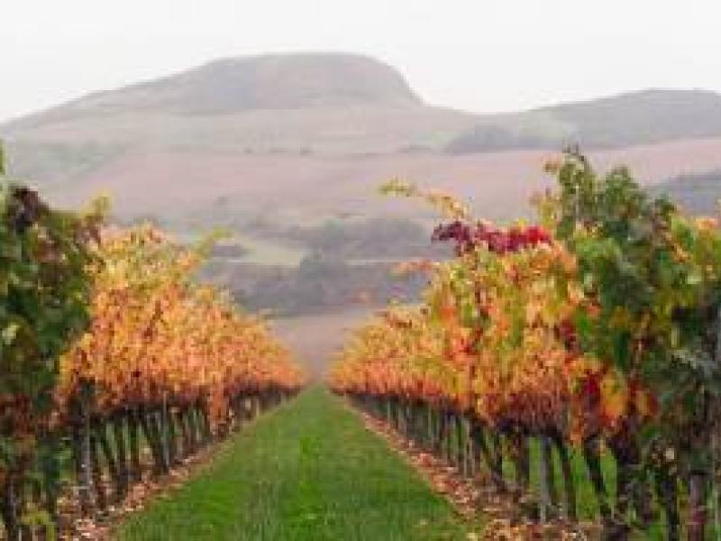 Comienza la Vendimia en Bodega Otazu 