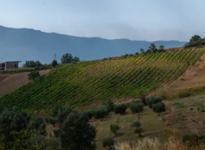 aglianico
