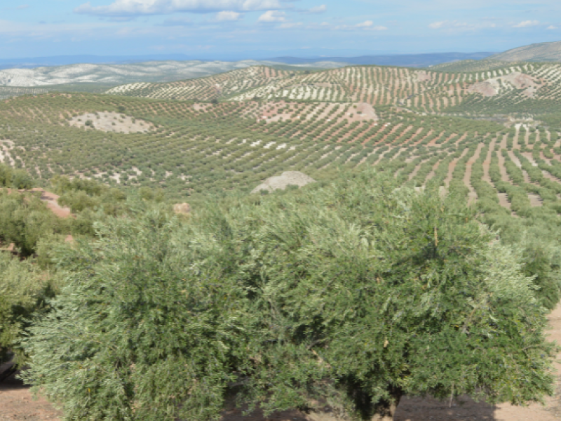 Jaen