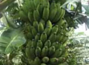 Plátano, el cuarto alimento