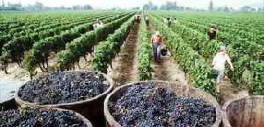 Consejo Regulador de la D.O. Navarra califica la añada 2015 como “muy buena” Consejo Regulador de la D.O. Navarra califica la añada 2015 como “muy buena”