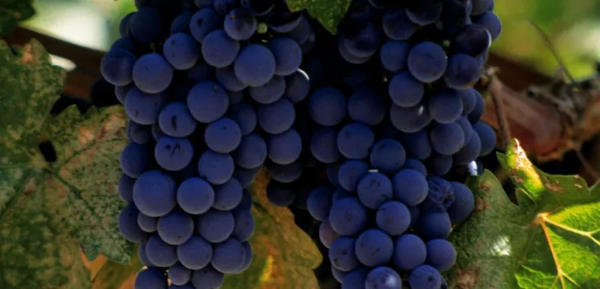 uva merlot uva merlot