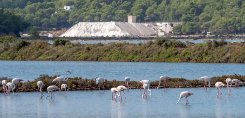 Parque Natural de Ses Salines en Ibiza Sal de Ibiza recolectada en Salines de Ibiza