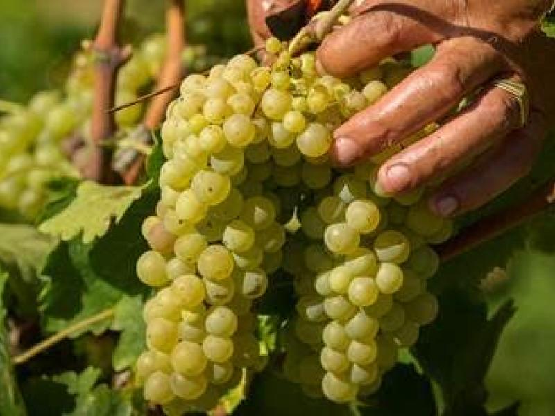 Vendimia ecológica en Juvé & Camps con la experiencia de la reciente reconversión de sus viñedos