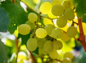 dia-mundial-uva-furmint