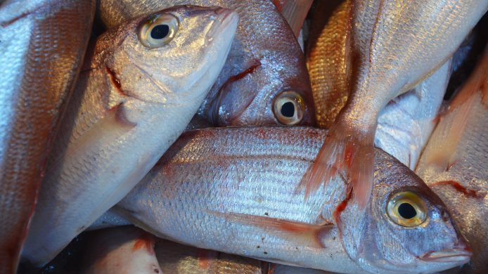 El mújol es el pescado preferido del Caldero del Mar Menor, aunque la gallina, gallineta y dorada también se usan en esta receta