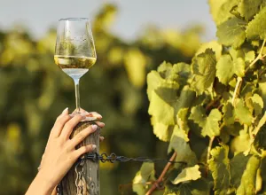 Copa de vino moscatel en cata internacional Muscats du Monde