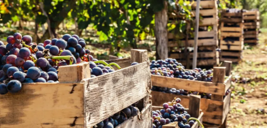 vino francés vino francés