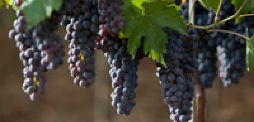 La «Sangre Joven» de la Sangiovese La «Sangre Joven» de la Sangiovese